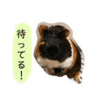 政宗と茶々丸（個別スタンプ：10）