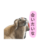 政宗と茶々丸（個別スタンプ：11）