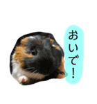 政宗と茶々丸（個別スタンプ：12）