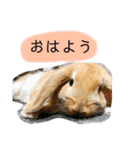 政宗と茶々丸（個別スタンプ：13）
