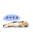 政宗と茶々丸（個別スタンプ：14）