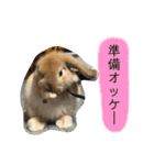 政宗と茶々丸（個別スタンプ：15）