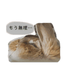 政宗と茶々丸（個別スタンプ：16）