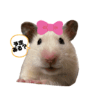 さとまるハムハム（個別スタンプ：13）