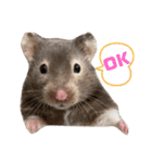 さとまるハムハム（個別スタンプ：14）