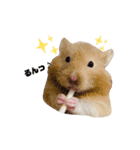 さとまるハムハム（個別スタンプ：15）
