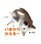 うつくしば日常編2（個別スタンプ：9）