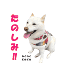 うつくしば日常編2（個別スタンプ：18）