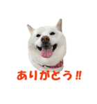 うつくしば日常編2（個別スタンプ：35）