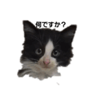 catkoko（個別スタンプ：1）