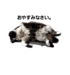 catkoko（個別スタンプ：2）