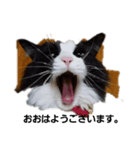 catkoko（個別スタンプ：3）