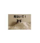 catkoko（個別スタンプ：4）