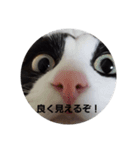 catkoko（個別スタンプ：5）