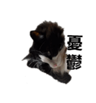 catkoko（個別スタンプ：6）