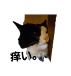 catkoko（個別スタンプ：8）