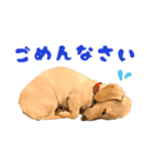 スムースダックスちゃん（個別スタンプ：4）