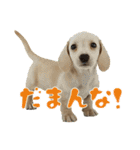 スムースダックスちゃん（個別スタンプ：31）