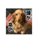 スムースダックスちゃん（個別スタンプ：32）