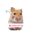 ごますりむきいり※日常ハムスタースタンプ（個別スタンプ：5）