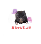 ごますりむきいり※日常ハムスタースタンプ（個別スタンプ：8）
