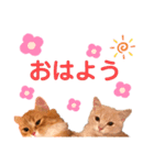 ねこちゃんの日常1（個別スタンプ：1）