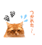 ねこちゃんの日常1（個別スタンプ：2）