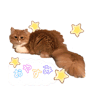 ねこちゃんの日常1（個別スタンプ：3）
