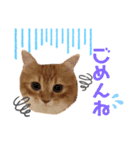 ねこちゃんの日常1（個別スタンプ：4）