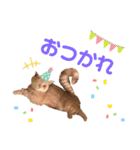 ねこちゃんの日常1（個別スタンプ：5）