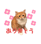 ねこちゃんの日常1（個別スタンプ：6）