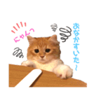ねこちゃんの日常1（個別スタンプ：7）