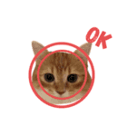 ねこちゃんの日常1（個別スタンプ：8）