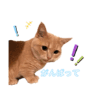 ねこちゃんの日常1（個別スタンプ：9）