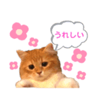 ねこちゃんの日常1（個別スタンプ：11）