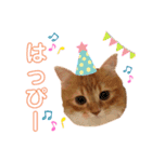 ねこちゃんの日常1（個別スタンプ：12）