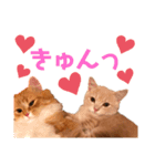 ねこちゃんの日常1（個別スタンプ：14）