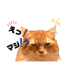 ねこちゃんの日常1（個別スタンプ：15）
