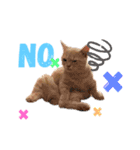ねこちゃんの日常1（個別スタンプ：16）