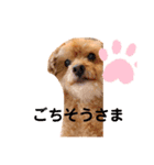 トイプードル 可愛い スタンプ（個別スタンプ：2）