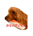 トイプードル 可愛い スタンプ（個別スタンプ：8）