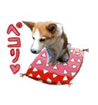 隣のチョロちゃん（個別スタンプ：12）