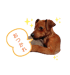 ミニピンハンナチャン②（個別スタンプ：1）