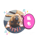 ミニピンハンナチャン②（個別スタンプ：5）