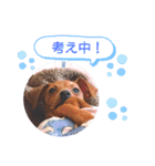 ミニピンハンナチャン②（個別スタンプ：8）