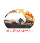 ミニピンハンナチャン②（個別スタンプ：9）