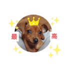 ミニピンハンナチャン②（個別スタンプ：11）