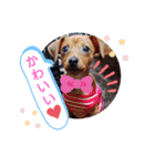 ミニピンハンナチャン②（個別スタンプ：12）