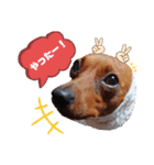 ミニピンハンナチャン②（個別スタンプ：13）