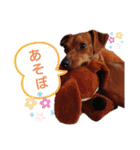 ミニピンハンナチャン②（個別スタンプ：17）
